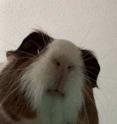 Rehoming Guinea Pig