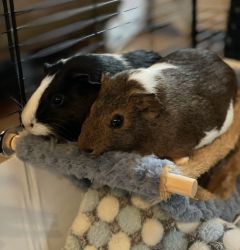 2 Fun Female Guinea Pigs (includes cage, supplies, toys, house, food!)