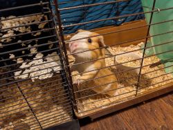 2 male Guinea pigs need new home