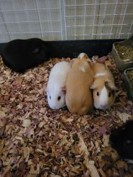 5 female Guinea Pigs!