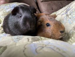 Looking to rehome my Guinea Pigs!!!!