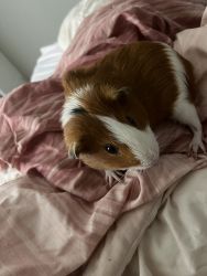 Selling my guinea pig