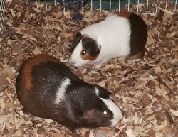 Guinea pigs need a new home