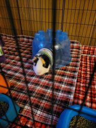 3 Free 2.5 yr old guinea pigs