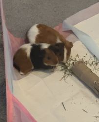 Two young Female Guinea Pigs