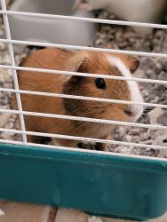 Pair of Male Guinea Pigs