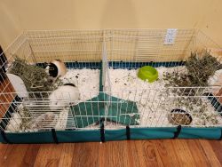2 Guinea Pigs in need of loving home