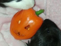 3 Female Guinea Pigs(URGENT PLEASE!!)