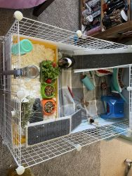 5 guinea pigs with cage and items