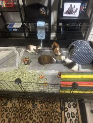 4 Guinea pigs and cages for sell