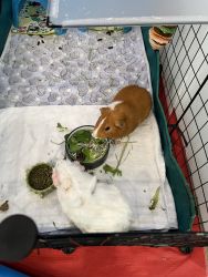 rehoming Guinea pigs