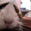 Guinea Pig Female Pair + Cage + All You Need