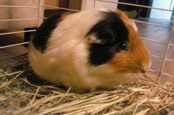adult male guinea pig