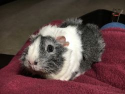 Guinea Pig Sisters for sale