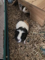 Two male Guinea Pigs