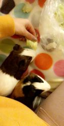 two 5 month old guinea pigs
