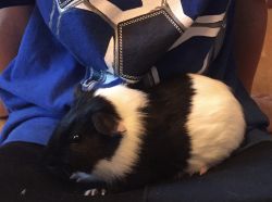 2 Friendly Guinea Pigs + Cage & accesories