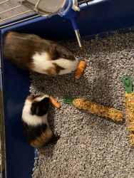 2 Amazing Guinea Pigs with Supplies