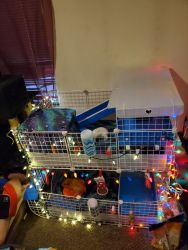 2 Guinea Pigs and Cage (with supplies)
