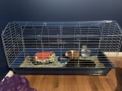 2 male guinea pigs for sale