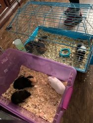 Selling 1-6 guinea pigs