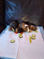 Guinea Pig Babies for rehoming. Females