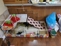 3 guinea pigs and cage
