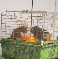Guinea pigs rehoming