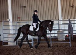Gypsy Vanner Horse For Sale/adoption