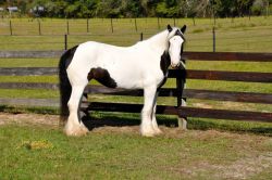 Strong and Bold Gypsy Vanner Horse for Safe Riding
