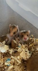 Syrian baby hamsters