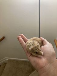 Hamsters for sell