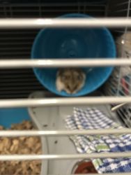 Hammy needs a new home…. Can’t have pets where I live anymore