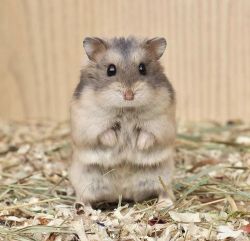 Syrian hamster doula & single colour