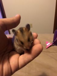 Baby hamsters, very cute and friendly