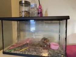 Hamster needs a new home and comes with lots of stuff!