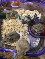 Hamsters for sale