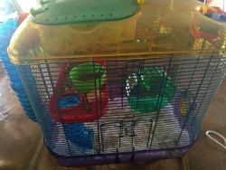 Hamster needs new home