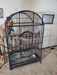 harlequin macaw needs a good home