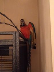 Harleyquin macaw and huge cage