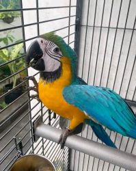 Charming Gold Macaw parrots