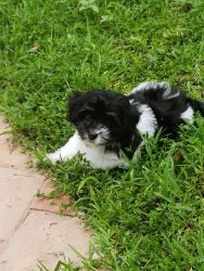 4 months old pure bread Havanese