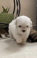 Havanese puppies for sell