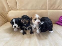 MICROCHIPPED HAVANESE PUPPIES FOR SALE