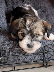 Two Havanese puppies remaining