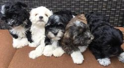 Available Lovely Havanese Puppies