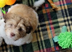 Purebred Havanese Pups Ready for New Home