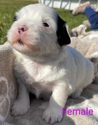 Adorable Havanese/ShihTzu mix pups for sale