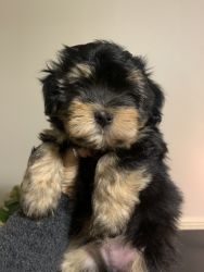 Adorable AKC Havanese puppies for sale