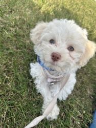 4 month old male Havanese